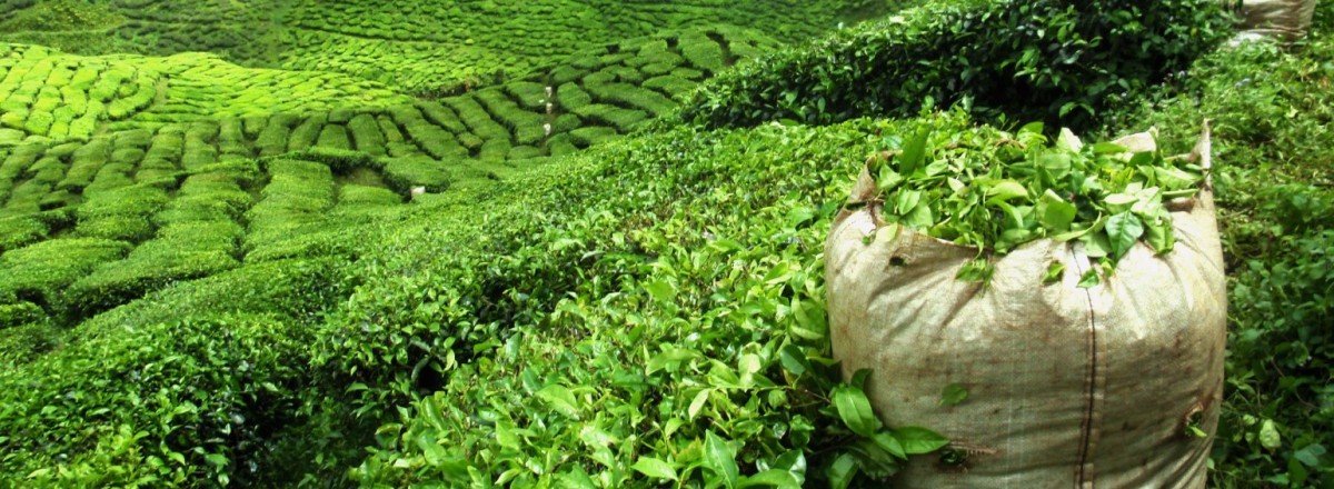 Tee Kultur im Herzen von Nidau